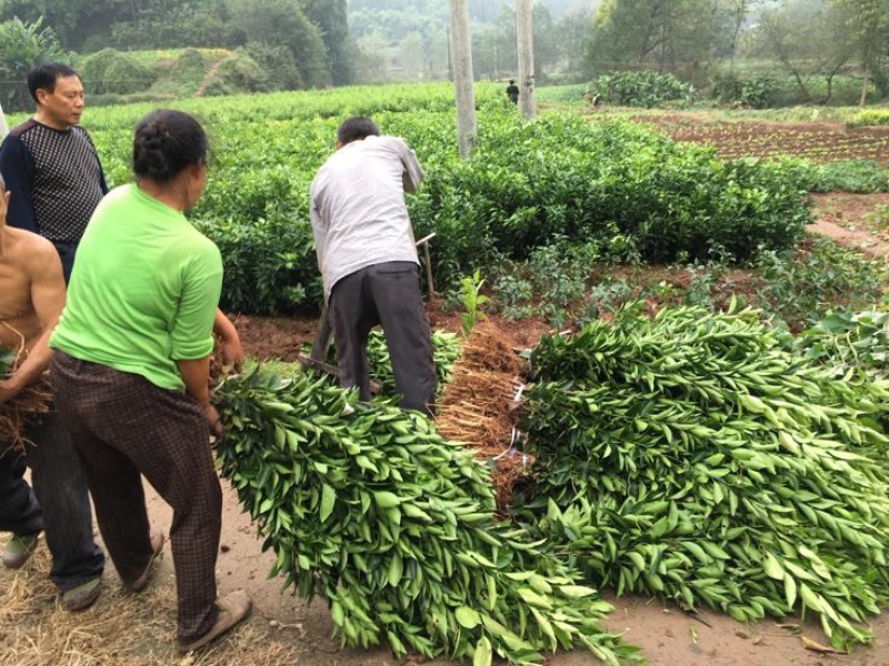 无核沃柑苗品质保证签合同销售提供栽植技术全程指导