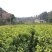 无核沃柑苗品质保证签合同销售提供栽植技术全程指导