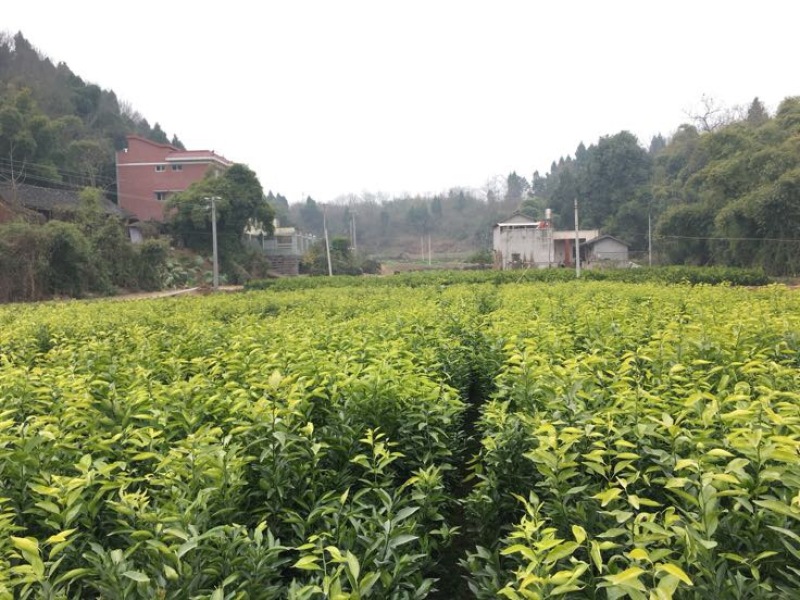 无核沃柑苗品质保证签合同销售提供栽植技术全程指导