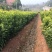 无核沃柑苗品质保证签合同销售提供栽植技术全程指导