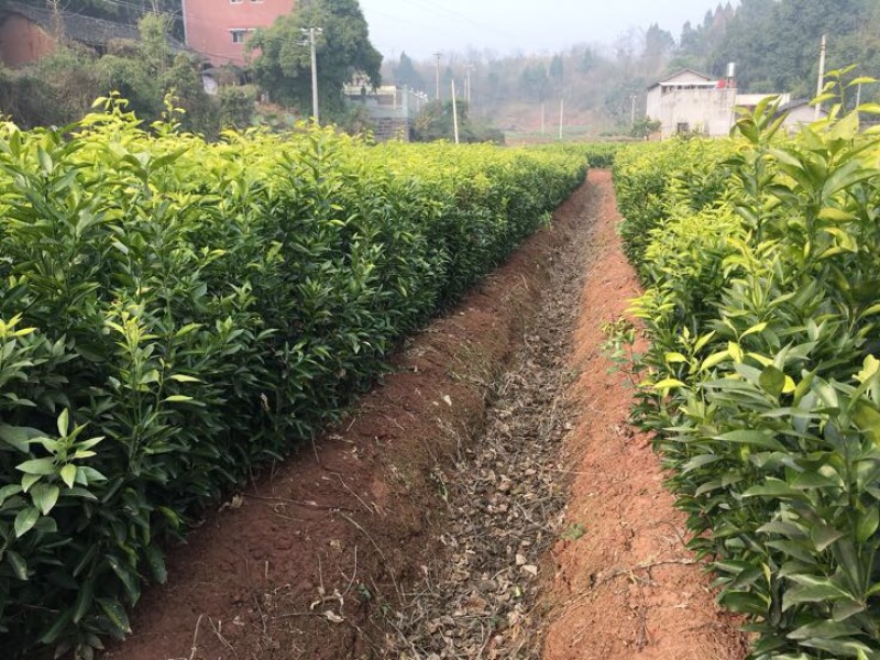 无核沃柑苗品质保证签合同销售提供栽植技术全程指导
