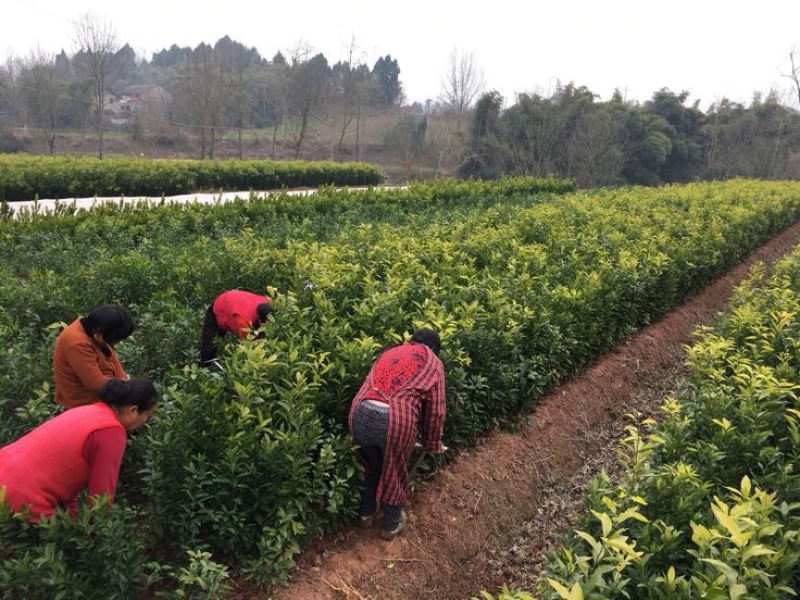 无核沃柑苗品质保证签合同销售提供栽植技术全程指导