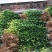 无核沃柑苗品质保证签合同销售提供栽植技术全程指导