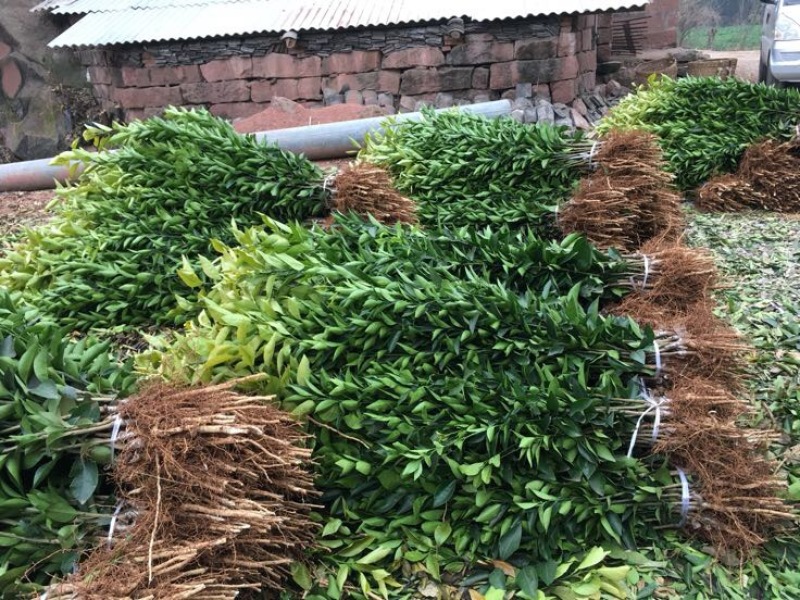 无核沃柑苗品质保证签合同销售提供栽植技术全程指导