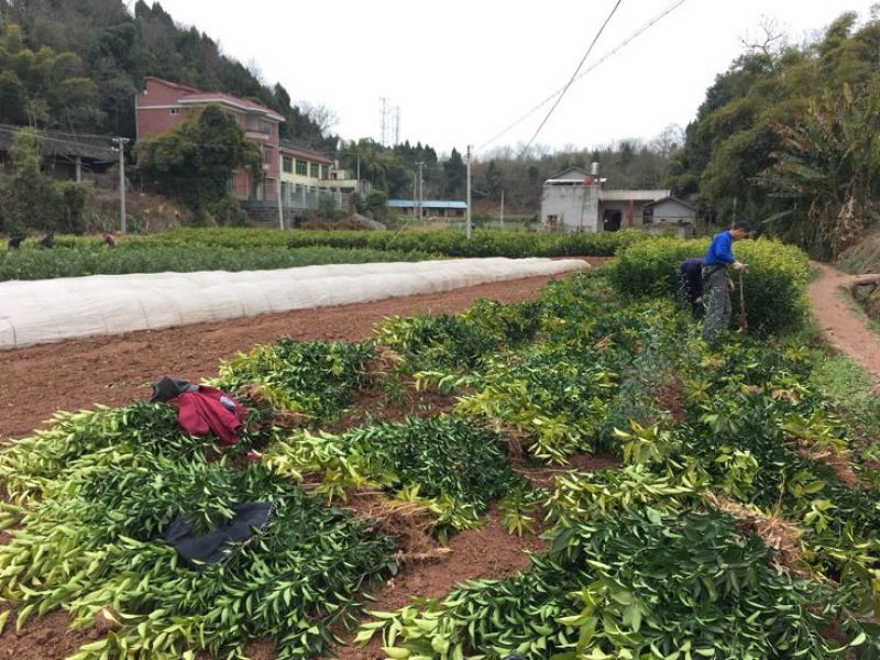 无核沃柑苗品质保证签合同销售提供栽植技术全程指导