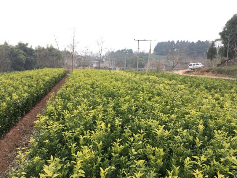 无核沃柑苗品质保证签合同销售提供栽植技术全程指导