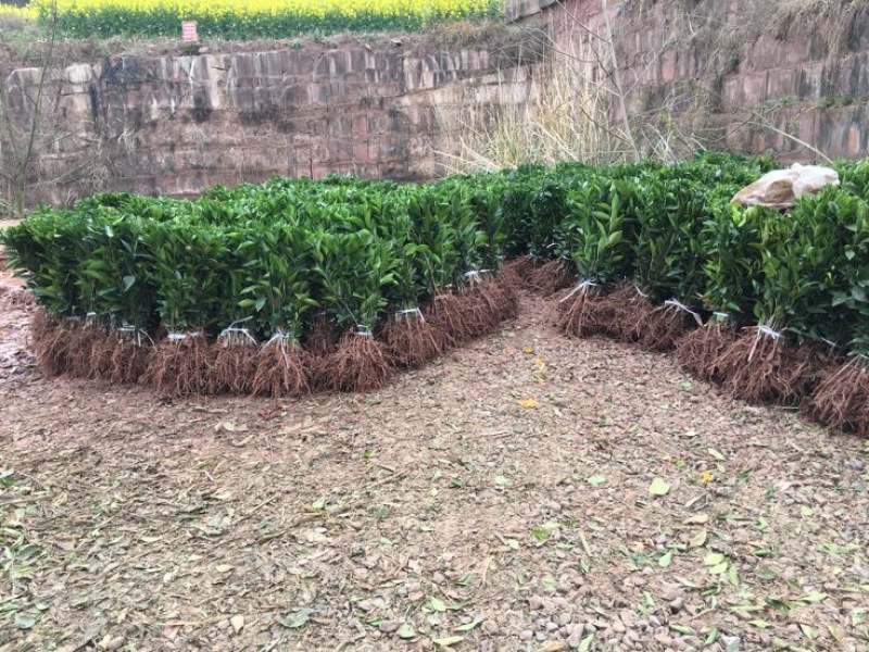 无核沃柑苗品质保证签合同销售提供栽植技术全程指导