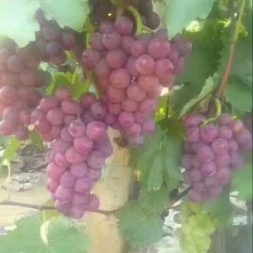 巨峰葡萄