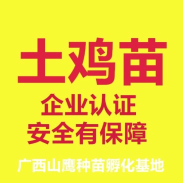 土鸡苗