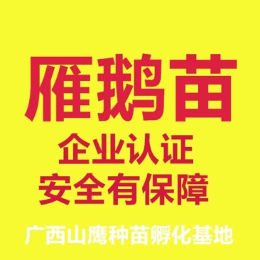雁鹅苗60~70g