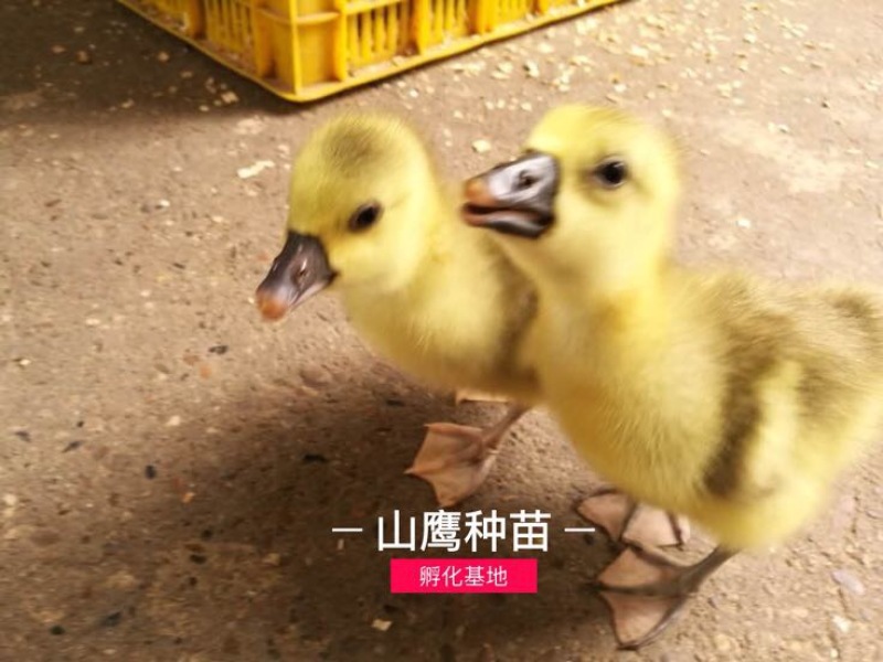 雁鹅苗60~70g