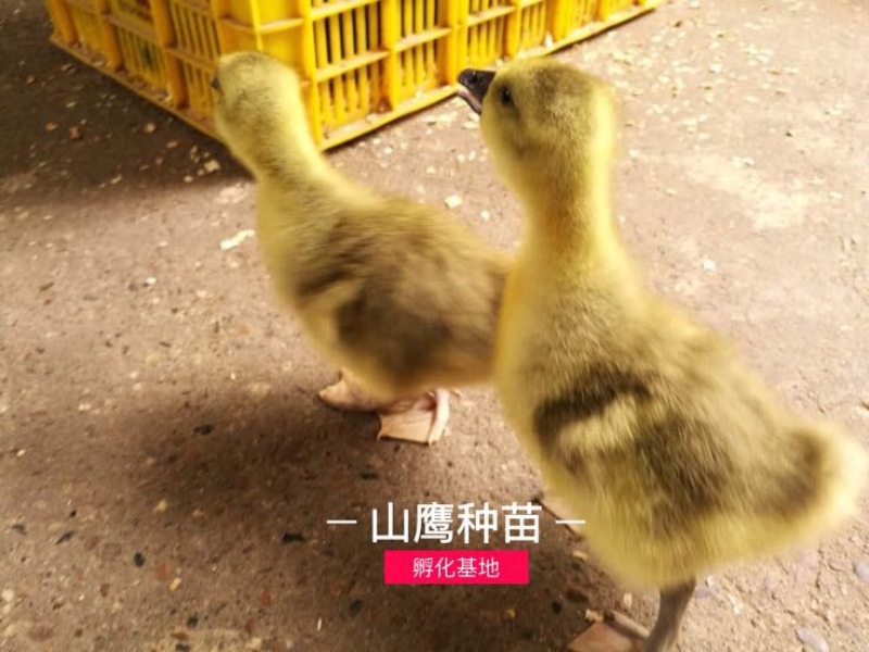 雁鹅苗60~70g