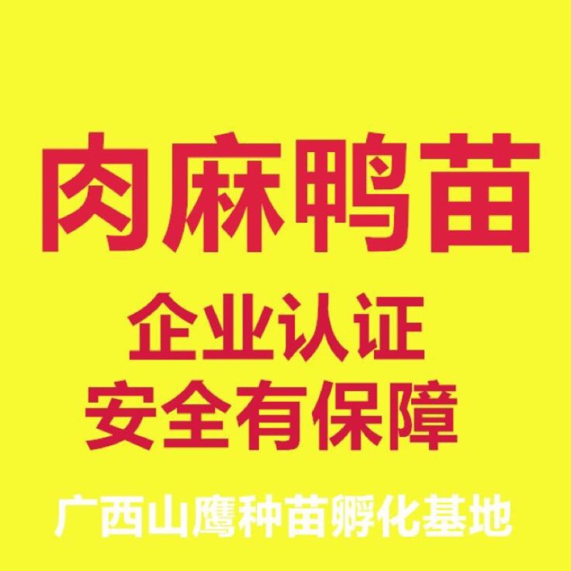 麻鸭苗公苗出壳苗