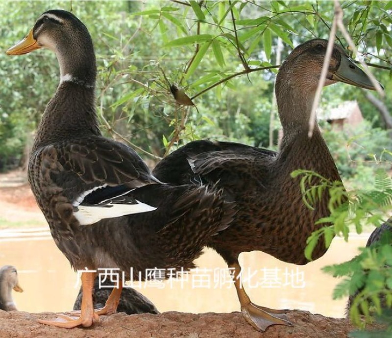 麻鸭苗公苗出壳苗