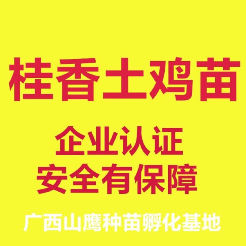 桂香土鸡苗