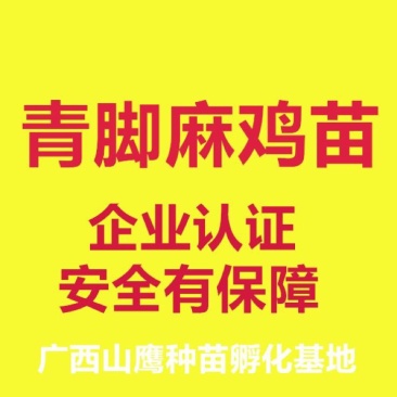 青脚麻鸡苗出壳苗60~70克雌