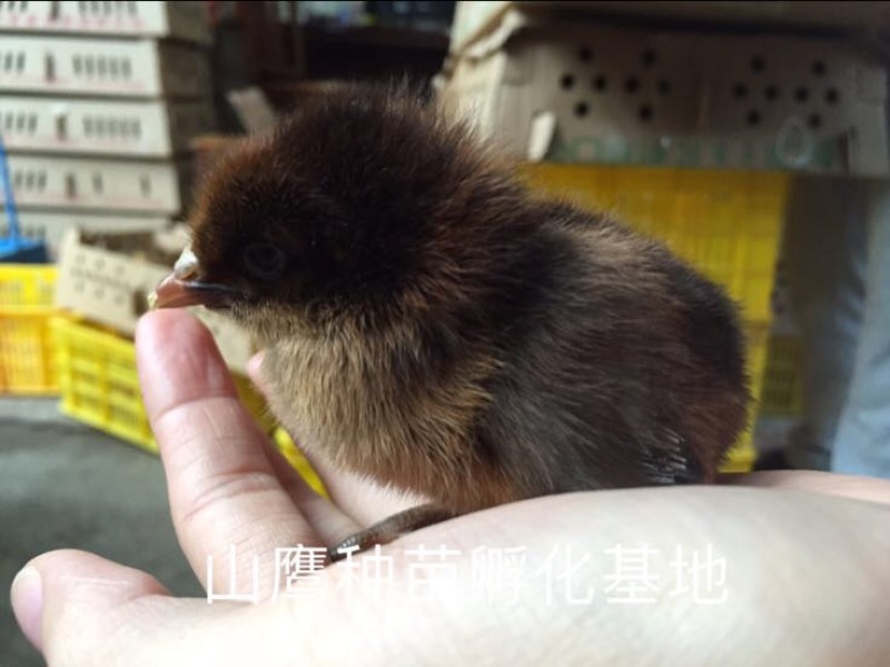 青脚麻鸡苗出壳苗60~70克雌