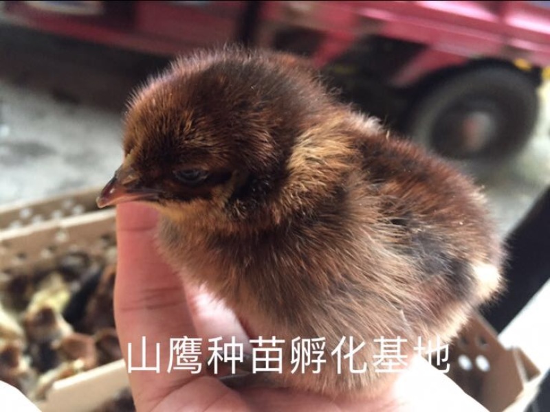 青脚麻鸡苗出壳苗60~70克雌