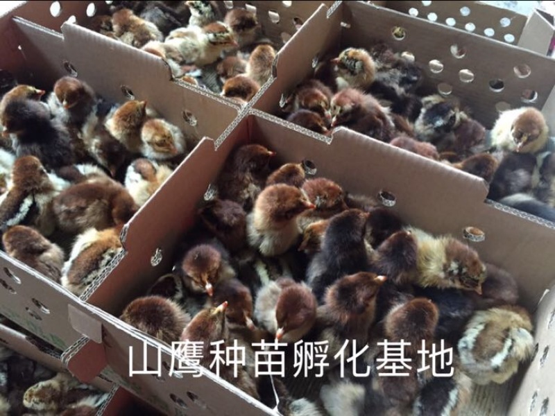 青脚麻鸡苗出壳苗60~70克雌