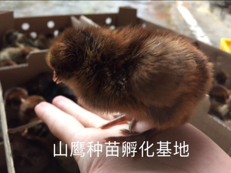 青脚麻鸡苗出壳苗60~70克雌
