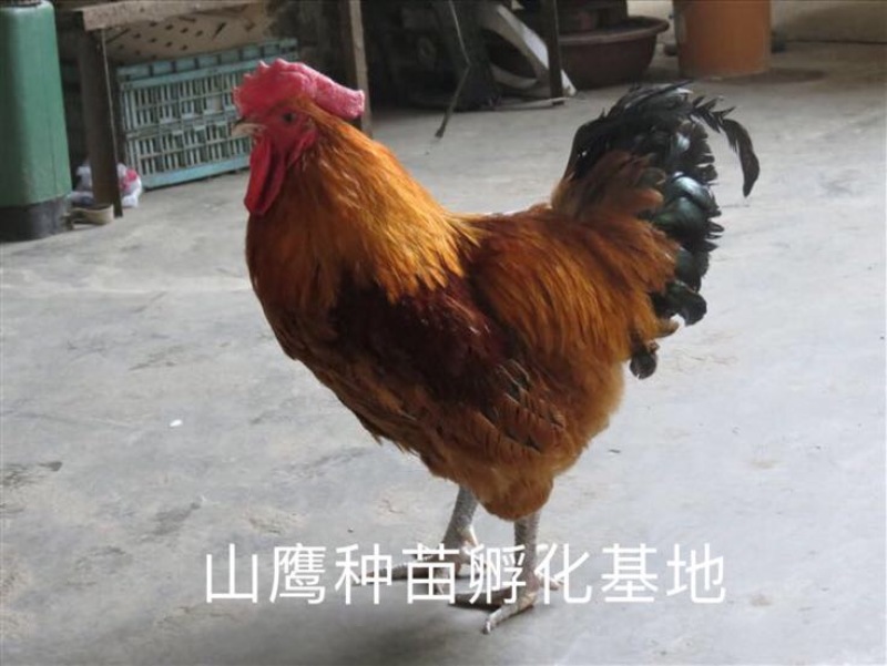 青脚麻鸡苗出壳苗60~70克雌