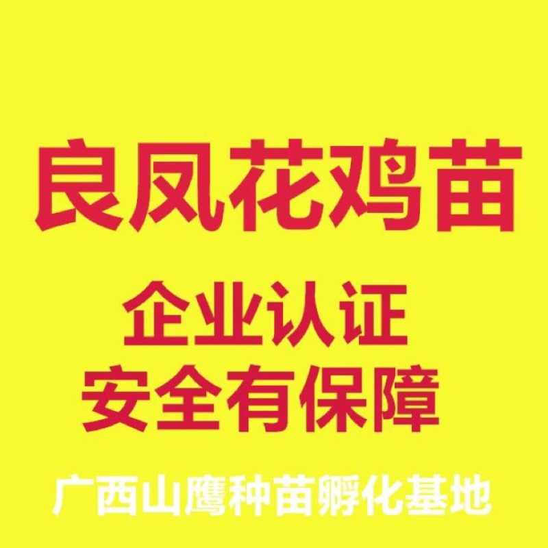 良凤花鸡苗出壳苗60~70克通货