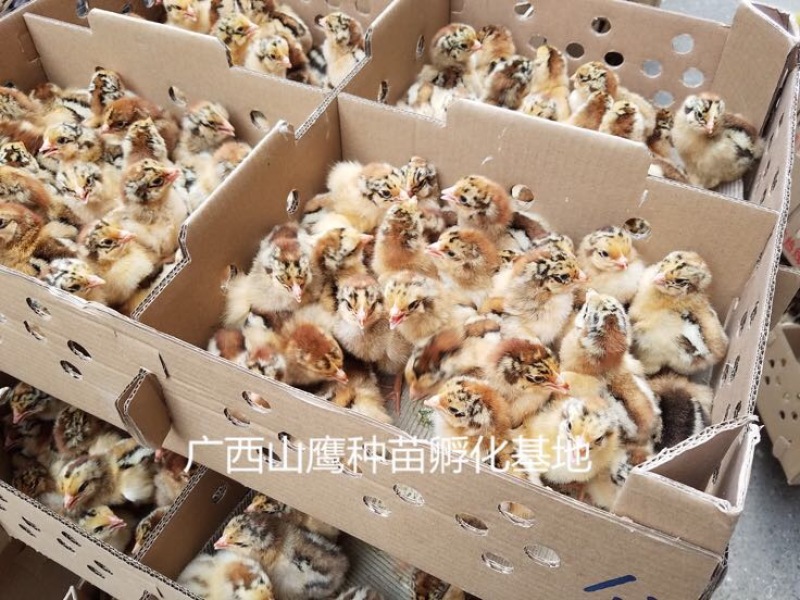 良凤花鸡苗出壳苗60~70克通货