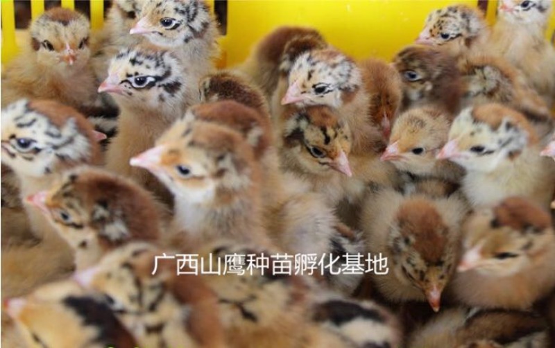 良凤花鸡苗出壳苗60~70克通货