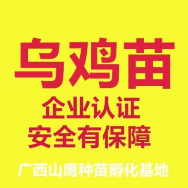 乌鸡苗出壳苗35~45克雄