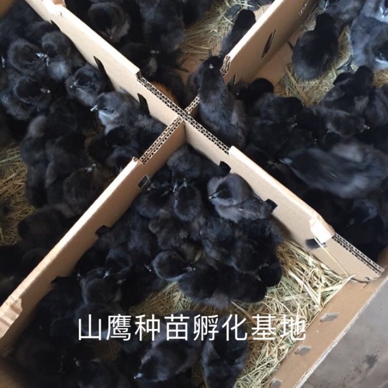 乌鸡苗出壳苗35~45克雄
