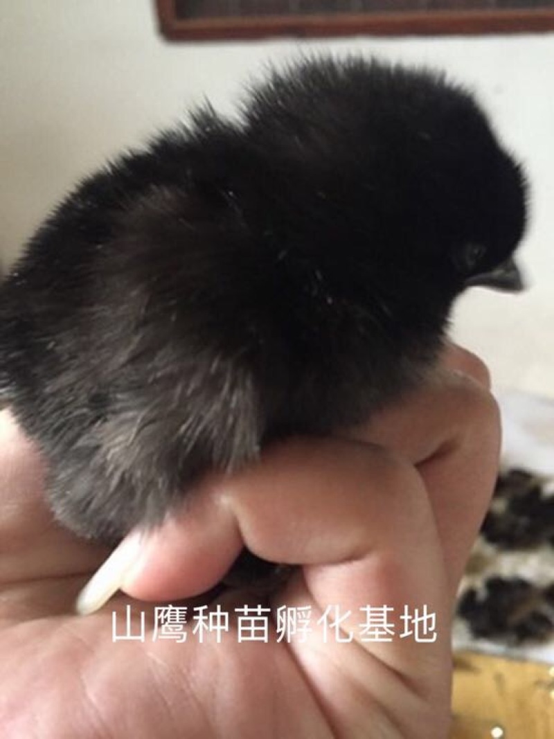 乌鸡苗出壳苗35~45克雄
