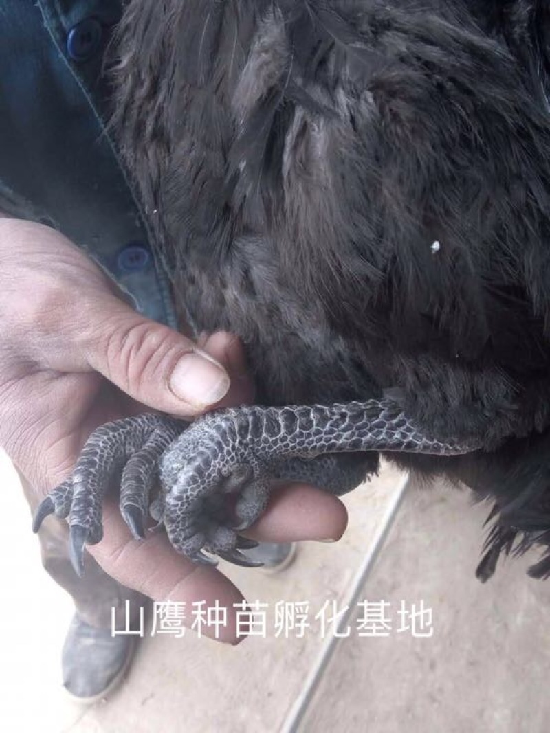 乌鸡苗出壳苗35~45克雄