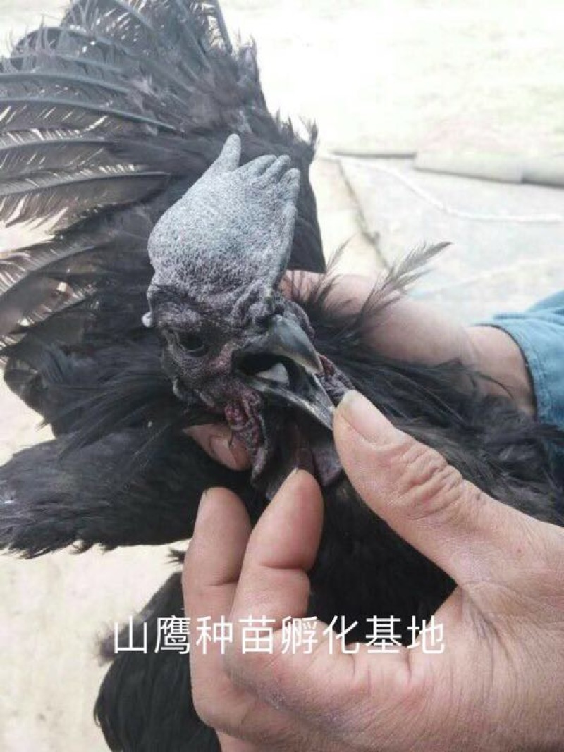 乌鸡苗出壳苗35~45克雄