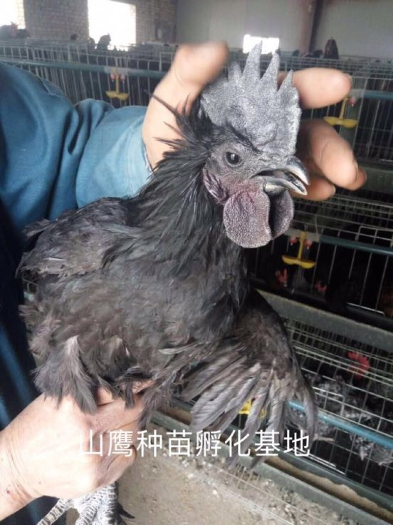 乌鸡苗出壳苗35~45克雄