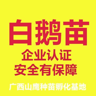 白鹅苗250g以下