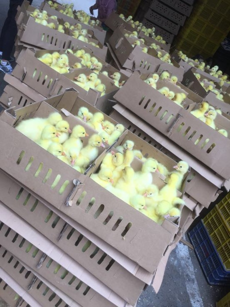 白鹅苗250g以下