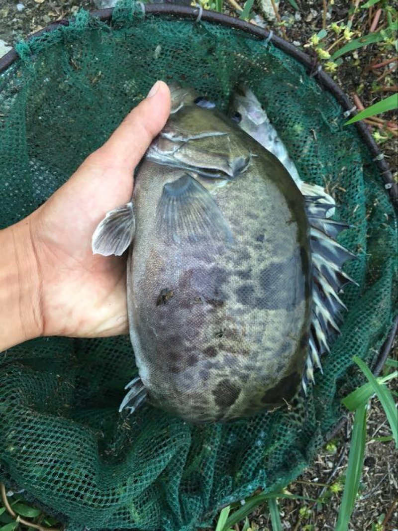 翘嘴鳜食用活鱼30~40cm