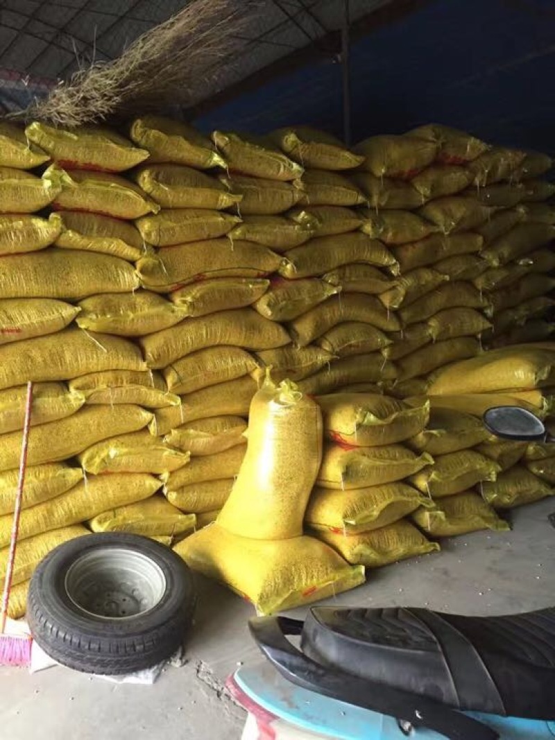 黄豆中等
