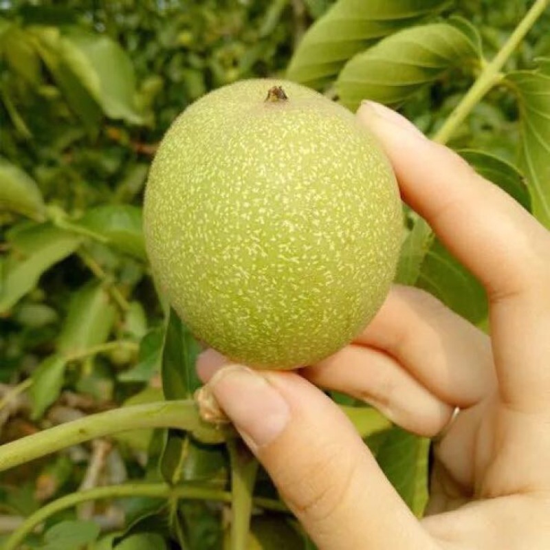 山核桃去皮干