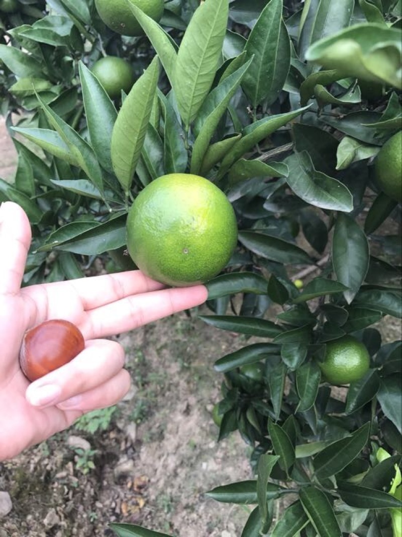 特早蜜橘5.5~6cm