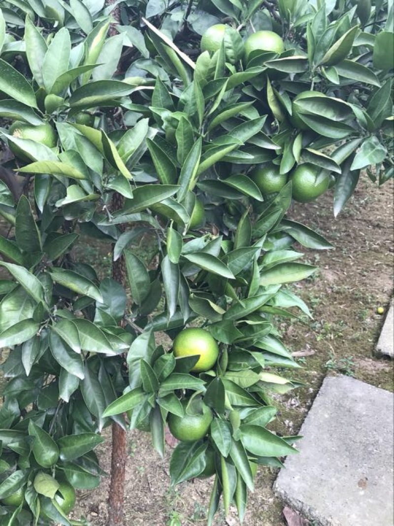 特早蜜橘5.5~6cm