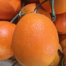 纽荷尔脐橙苗品质保证，签合同销售