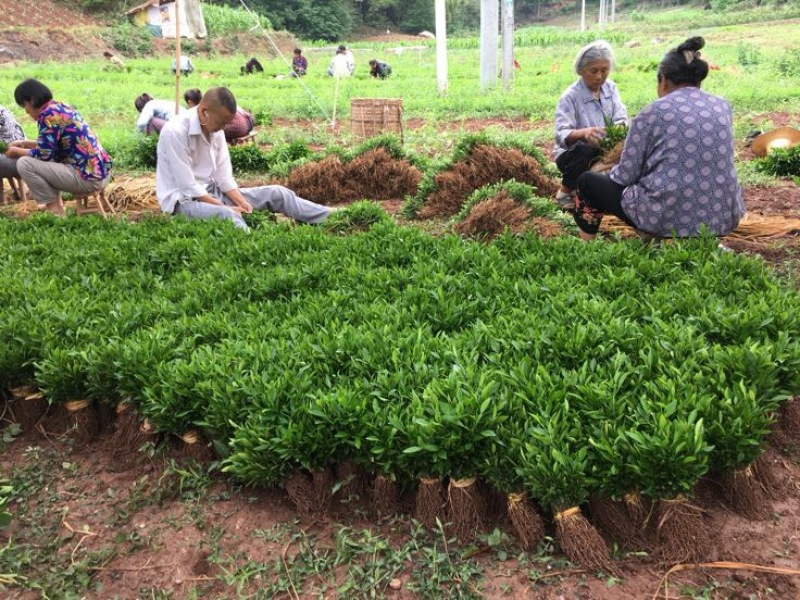 香橙苗50cm以下