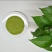 豆腐树苗80~100cm