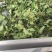 豆腐树苗80~100cm