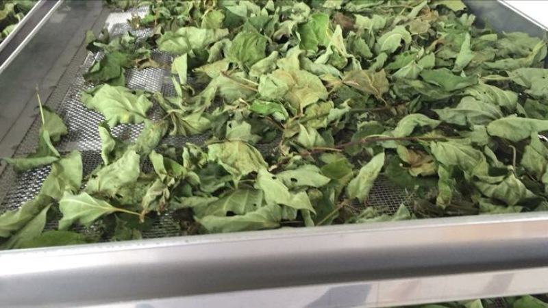 豆腐树苗80~100cm