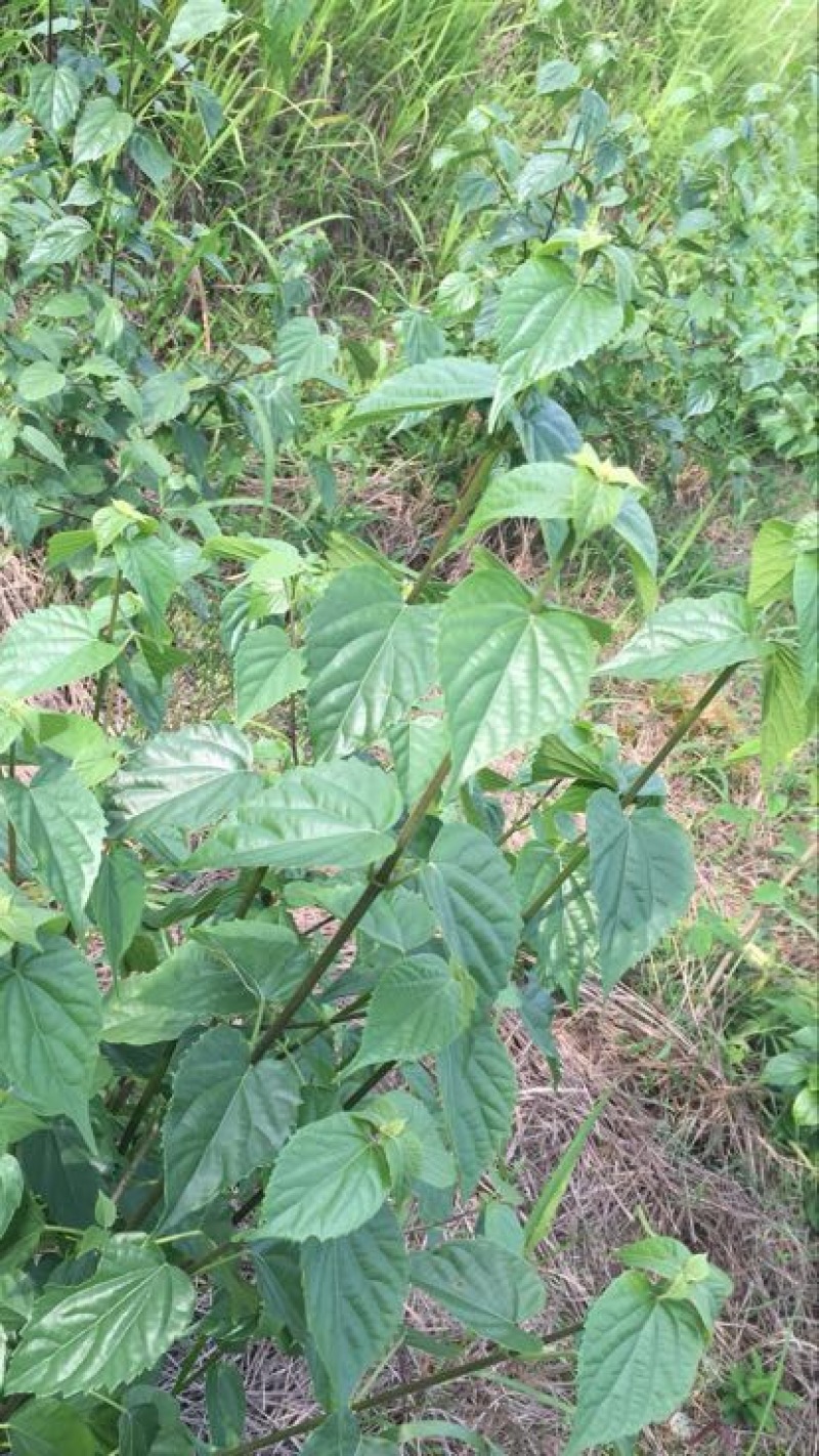 豆腐树苗80~100cm