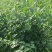 豆腐树苗80~100cm