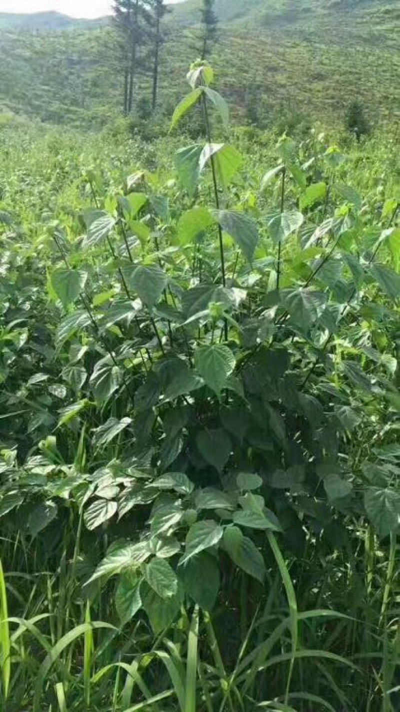 豆腐树苗80~100cm
