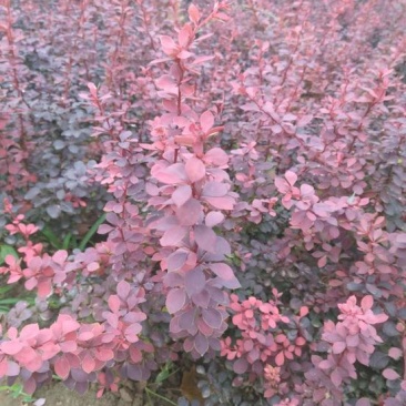 红叶小檗苗40~50cm